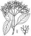 Viburnum nudum.png