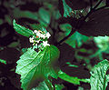 Viburnum edule flowers.jpg