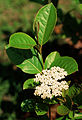 Viburnum nudum flowers.jpg