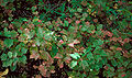 Viburnum edule foliage.jpg