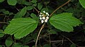 Viburnum edule fruit.jpg