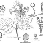 Disegno botanico del viburnum tinus